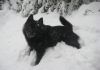 Фото Шипперке щенки продаются. Шкиперская собака. Редкая порода в России