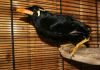 Фото Майна- священная судьбоносная птица