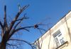 Фото Спил и обрезка деревьев любой сложности в Краснодаре