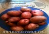 Купить картофель оптом предлагаю у фермера