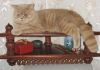 Элитный привозной британский кот, носитель гена циннамон
