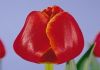 Фото Свежие тюльпаны к 8 марта!