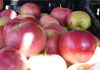 Фото Свежие яблоки, натуральный сок и продукты ОПТОМ