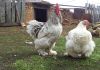 Фото Продаю, принимаю заявки на цыплят, инкубационное яйцо элитных пород кур на 2014 год