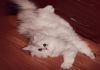 Фото Кошка персидская шиншилла ищет кота для вязки