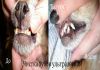 Ультрозвуковая чистка зубов для домашних животных