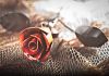 Фото Кованые розы ручной работы