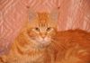 Фото Красный мрамор титулованная кошка производитель Порода: Мейн-кун