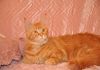 Фото Красный мрамор титулованная кошка производитель Порода: Мейн-кун