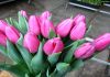 Тюльпаны оптом в Братске к 8 Марта