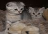 Фото Продам Шотландских котят