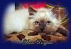 Фото Сибирские котята