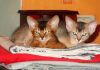 Фото Абиссинский котик 3 мес. из п-ка "Silver Blossom"