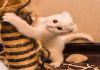 Фото Маленький пушистый альбиносик ищет дом