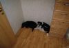 Фото Два щенка ищут хозяев