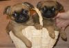 Фото Великолепные щенки гриффона и брабансона. Маленькие и подрощенные
