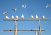 Фото Белые голуби