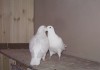 Фото Белые голуби