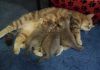 Фото Продам очаровательных британских котят, 2 месяца