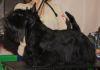 Фото Шотлндского терьера(скотч) щенков с родословной от титулованных родителей