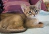 Фото Продажа cомалийских котят