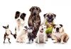 Фото Общий курс дрессировки (окд) для собак и щенков