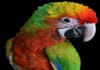 Шэмрок - гибрид попугаев ара, птенцы из питомника