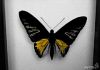 Фото Сувенир бабочка под стеклом