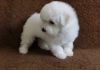 Фото Белоснежные щенки бишон фризе