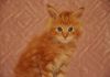 Фото Чистокровный котик от титулованных родителей Порода: Мейн-кун