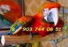 Tropicana - гибрид попугаев ара, птенцы выкормыши 4 мес из питомника