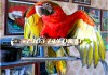 Фото Tropicana - гибрид попугаев ара, птенцы выкормыши 4 мес из питомника