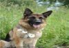 Фото Продаётся подрощенная девочка щенок немецкой овчарки
