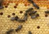 Фото Продаются пчелосемьи разной силы; рамка Рута