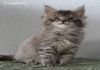 Фото Мейн кун котята серебристого окраса