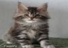 Фото Мейн кун котята серебристого окраса