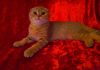 Фото Шотландский вислоухий котенок с родословной