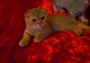 Фото Шотландский вислоухий котенок с родословной