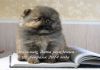 Фото Померанский шпиц щенки на продажу