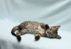 Фото Шантик - котик-крапчатый животик в дар