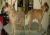 Фото Стрижка, тримминг собак в зоосалоне и на дому
