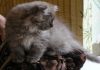 Фото Шоколадный дымчатый котенок