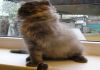 Фото Стильный котенок интересного окраса