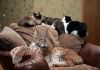 Фото Рысь Домашняя, продам ручных котят рыси