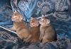 Фото Котята мейн-куны, бенгальские, абиссинские, зовем на вязки к котикам
