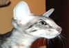 Фото Ориентальный котенок blue tabby
