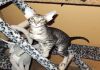 Фото Ориентальный котенок blue tabby