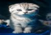 Фото Продаю шотландских вислоухих и остроухих котят
