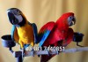 Ручные птенцы попугаев ара из питомника