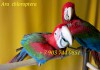 Фото Ручные птенцы попугаев ара из питомника